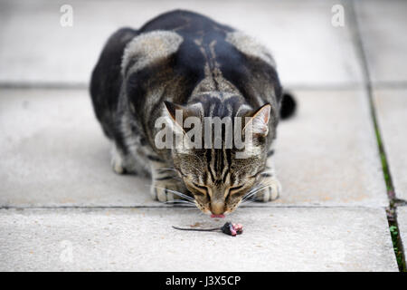 Christchurch, Nuova Zelanda. Xvi Apr, 2017. Christchurch, Nuova Zelanda - 16 Aprile 2017 - (NOTA DEL REDATTORE: immagine contiene il contenuto grafico.) un gatto mangia un topo in un cortile privato il 16 aprile 2017 a Christchurch, Nuova Zelanda. L'ora di gioco del gatto col topo è stata fatale per il piccolo animale. | Utilizzo di credito in tutto il mondo: dpa/Alamy Live News Foto Stock