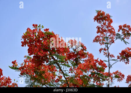 Dacca in Bangladesh. 08 Maggio, 2017. Krishnachura, noto come royal poinciana o fiammeggiante, è in piena fioritura in un parco a Dhaka, nel Bangladesh, 8 maggio 2017. Krishnachura è una Lista rossa IUCN specie minacciate. Esso può essere trovato in molte parti del Bangladesh nonché altre aree tropicali. Dopo la pioggia sembra un fiore di fuoco ad albero. Credito: SK Hasan Ali/Alamy Live News Foto Stock