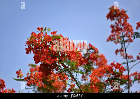 Dacca in Bangladesh. 08 Maggio, 2017. Krishnachura, noto come royal poinciana o fiammeggiante, è in piena fioritura in un parco a Dhaka, nel Bangladesh, 8 maggio 2017. Krishnachura è una Lista rossa IUCN specie minacciate. Esso può essere trovato in molte parti del Bangladesh nonché altre aree tropicali. Dopo la pioggia sembra un fiore di fuoco ad albero. Credito: SK Hasan Ali/Alamy Live News Foto Stock