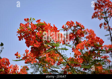 Dacca in Bangladesh. 08 Maggio, 2017. Krishnachura, noto come royal poinciana o fiammeggiante, è in piena fioritura in un parco a Dhaka, nel Bangladesh, 8 maggio 2017. Krishnachura è una Lista rossa IUCN specie minacciate. Esso può essere trovato in molte parti del Bangladesh nonché altre aree tropicali. Dopo la pioggia sembra un fiore di fuoco ad albero. Credito: SK Hasan Ali/Alamy Live News Foto Stock