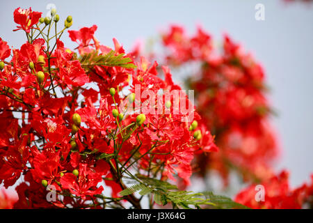 Dacca in Bangladesh. 08 Maggio, 2017. Krishnachura, noto come royal poinciana o fiammeggiante, è in piena fioritura in un parco a Dhaka, nel Bangladesh, 8 maggio 2017. Krishnachura è una Lista rossa IUCN specie minacciate. Esso può essere trovato in molte parti del Bangladesh nonché altre aree tropicali. Dopo la pioggia sembra un fiore di fuoco ad albero. Credito: SK Hasan Ali/Alamy Live News Foto Stock