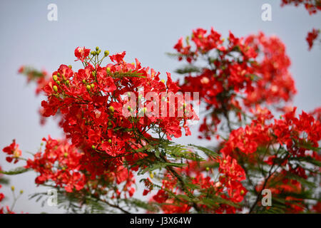 Dacca in Bangladesh. 08 Maggio, 2017. Krishnachura, noto come royal poinciana o fiammeggiante, è in piena fioritura in un parco a Dhaka, nel Bangladesh, 8 maggio 2017. Krishnachura è una Lista rossa IUCN specie minacciate. Esso può essere trovato in molte parti del Bangladesh nonché altre aree tropicali. Dopo la pioggia sembra un fiore di fuoco ad albero. Credito: SK Hasan Ali/Alamy Live News Foto Stock