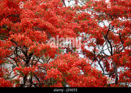 Dacca in Bangladesh. 08 Maggio, 2017. Krishnachura, noto come royal poinciana o fiammeggiante, è in piena fioritura in un parco a Dhaka, nel Bangladesh, 8 maggio 2017. Krishnachura è una Lista rossa IUCN specie minacciate. Esso può essere trovato in molte parti del Bangladesh nonché altre aree tropicali. Dopo la pioggia sembra un fiore di fuoco ad albero. Credito: SK Hasan Ali/Alamy Live News Foto Stock