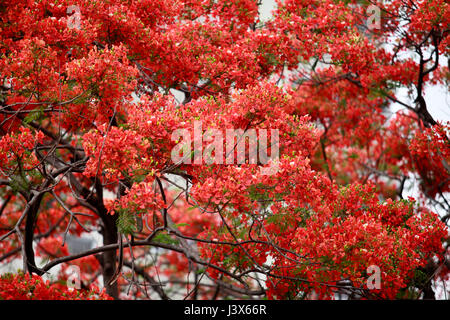 Dacca in Bangladesh. 08 Maggio, 2017. Krishnachura, noto come royal poinciana o fiammeggiante, è in piena fioritura in un parco a Dhaka, nel Bangladesh, 8 maggio 2017. Krishnachura è una Lista rossa IUCN specie minacciate. Esso può essere trovato in molte parti del Bangladesh nonché altre aree tropicali. Dopo la pioggia sembra un fiore di fuoco ad albero. Credito: SK Hasan Ali/Alamy Live News Foto Stock