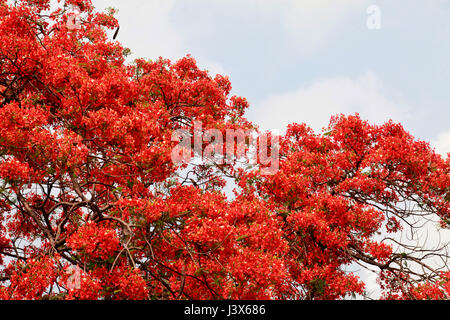 Dacca in Bangladesh. 08 Maggio, 2017. Krishnachura, noto come royal poinciana o fiammeggiante, è in piena fioritura in un parco a Dhaka, nel Bangladesh, 8 maggio 2017. Krishnachura è una Lista rossa IUCN specie minacciate. Esso può essere trovato in molte parti del Bangladesh nonché altre aree tropicali. Dopo la pioggia sembra un fiore di fuoco ad albero. Credito: SK Hasan Ali/Alamy Live News Foto Stock