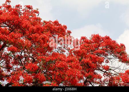 Dacca in Bangladesh. 08 Maggio, 2017. Krishnachura, noto come royal poinciana o fiammeggiante, è in piena fioritura in un parco a Dhaka, nel Bangladesh, 8 maggio 2017. Krishnachura è una Lista rossa IUCN specie minacciate. Esso può essere trovato in molte parti del Bangladesh nonché altre aree tropicali. Dopo la pioggia sembra un fiore di fuoco ad albero. Credito: SK Hasan Ali/Alamy Live News Foto Stock