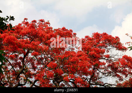 Dacca in Bangladesh. 08 Maggio, 2017. Krishnachura, noto come royal poinciana o fiammeggiante, è in piena fioritura in un parco a Dhaka, nel Bangladesh, 8 maggio 2017. Krishnachura è una Lista rossa IUCN specie minacciate. Esso può essere trovato in molte parti del Bangladesh nonché altre aree tropicali. Dopo la pioggia sembra un fiore di fuoco ad albero. Credito: SK Hasan Ali/Alamy Live News Foto Stock