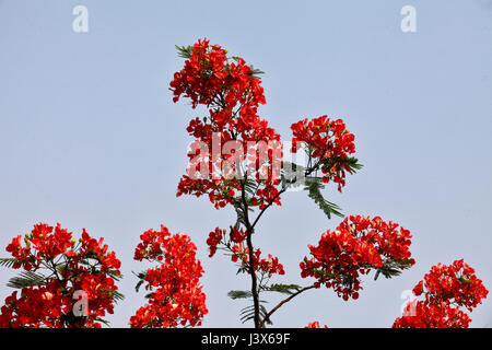 Dacca in Bangladesh. 08 Maggio, 2017. Krishnachura, noto come royal poinciana o fiammeggiante, è in piena fioritura in un parco a Dhaka, nel Bangladesh, 8 maggio 2017. Krishnachura è una Lista rossa IUCN specie minacciate. Esso può essere trovato in molte parti del Bangladesh nonché altre aree tropicali. Dopo la pioggia sembra un fiore di fuoco ad albero. Credito: SK Hasan Ali/Alamy Live News Foto Stock