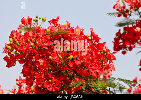 Dacca in Bangladesh. 08 Maggio, 2017. Krishnachura, noto come royal poinciana o fiammeggiante, è in piena fioritura in un parco a Dhaka, nel Bangladesh, 8 maggio 2017. Krishnachura è una Lista rossa IUCN specie minacciate. Esso può essere trovato in molte parti del Bangladesh nonché altre aree tropicali. Dopo la pioggia sembra un fiore di fuoco ad albero. Credito: SK Hasan Ali/Alamy Live News Foto Stock