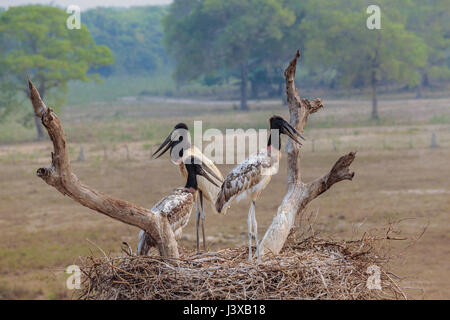 Un adulto e due giovani cicogne Jabiru Aeroporto presso il loro nido, Pantanal, Brasile Foto Stock