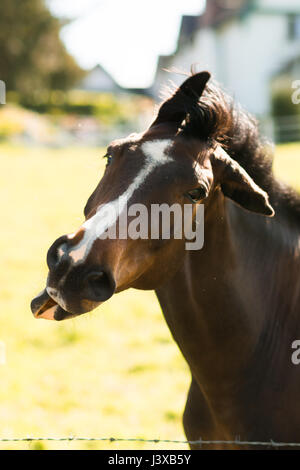 Un incredibile cavallo facendo una passeggiata nel campo Foto Stock