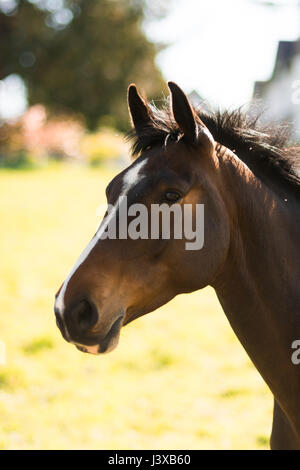 Un incredibile cavallo facendo una passeggiata nel campo Foto Stock