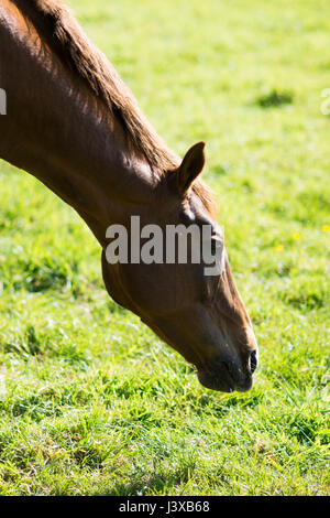 Un incredibile cavallo facendo una passeggiata nel campo Foto Stock