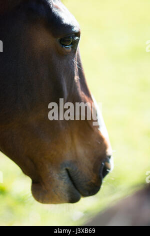 Un incredibile cavallo facendo una passeggiata nel campo Foto Stock