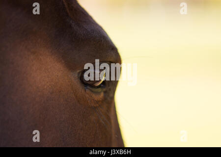 Un incredibile cavallo facendo una passeggiata nel campo Foto Stock