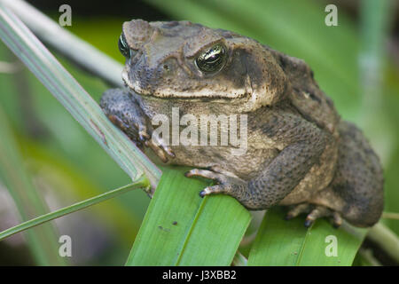 Vista frontale di un rospo di canna, Rhinella marina. Foto Stock