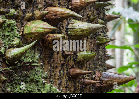 Close-up di un tronco di albero è coperto di corteccia in una corona di spine pungenti. La foresta pluviale peruviana. Foto Stock