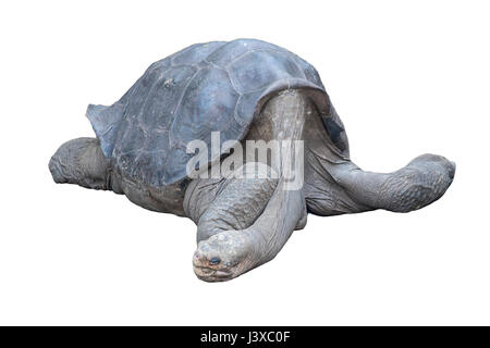 Lonesome George, pacificamente in appoggio. Fu l ultima Pinta Isola Galapagos tartaruga. Fotografato su uno sfondo bianco. Foto Stock