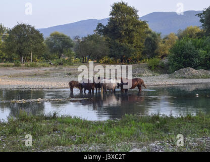 Cavalli a piedi in linea con un restringimento di fiume. La vita di cavalli. Foto Stock