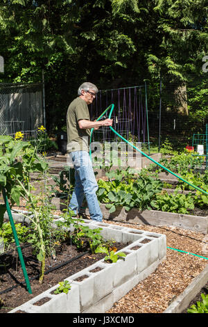 L'uomo se si esercita una trazione sul tubo da giardino in un orto comunitario in Issaquah, Washington, Stati Uniti d'America. Un giardiniere ha scelto di fare i lati della loro letto sollevata garde Foto Stock