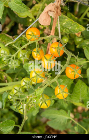 Il tubo flessibile di nylon che viene ri-usate per legare la Sungold pomodori ciliegia alla gabbia di pomodoro in Issaquah, Washington, Stati Uniti d'America Foto Stock