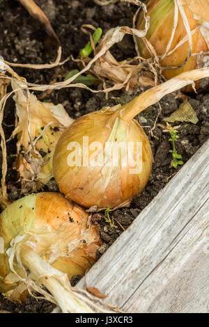 Comune giallo dolce Cipolle pronte per essere raccolte in Issaquah, Washington, Stati Uniti d'America Foto Stock