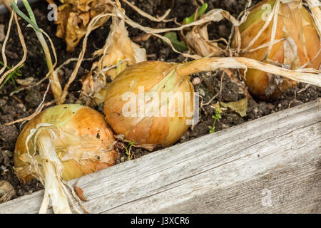 Comune giallo dolce Cipolle pronte per essere raccolte in Issaquah, Washington, Stati Uniti d'America Foto Stock