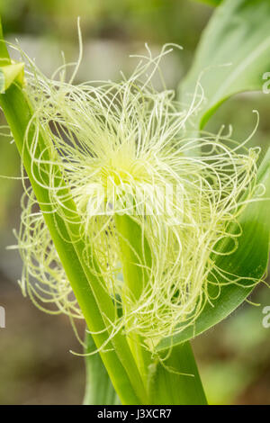 Una pannocchia di mais immaturi crescendo in Issaquah, Washington, Stati Uniti d'America. Il mais è pronta per la mietitura quando le barbe sono marrone e l'orecchio è compilato. Foto Stock