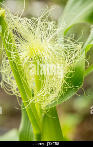 Una pannocchia di mais immaturi crescendo in Issaquah, Washington, Stati Uniti d'America. Il mais è pronta per la mietitura quando le barbe sono marrone e l'orecchio è compilato. Foto Stock