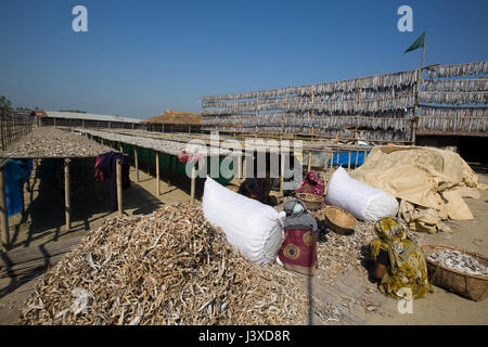 Lavoratori la lavorazione del pesce per essere essiccato a Nazirartek pesce secco impianto In Cox bazar, Bangladesh. Foto Stock