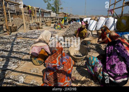 Lavoratori la lavorazione del pesce per essere essiccato a Nazirartek pesce secco impianto In Cox bazar, Bangladesh. Foto Stock