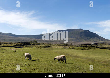 La montagna di Ingleborough da Southerscales, Yorkshire Dales National Park, Regno Unito Foto Stock