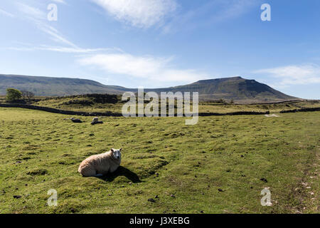 La montagna di Ingleborough da Southerscales, Yorkshire Dales National Park, Regno Unito Foto Stock