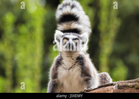 Ritratto di un lemure su un albero Foto Stock