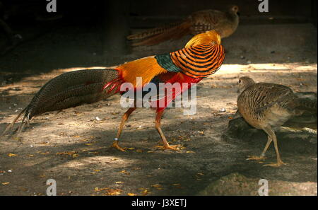 Strutting maschio mascherato Golden Pheasant o Fagiano Cinese (Chrysolophus pictus) insieme con una gallina Foto Stock