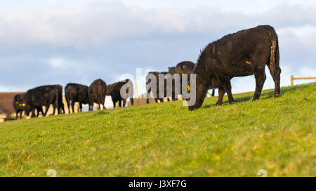 Piccola mandria di nero le mucche al pascolo in un campo in tarda serata nel sud dell'Inghilterra, Regno Unito. Foto Stock