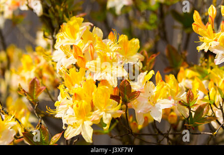 Azalea. Giallo Azalea arbusto, noto anche come Rhododendron luteum e caprifoglio Azalea NEL REGNO UNITO. Foto Stock
