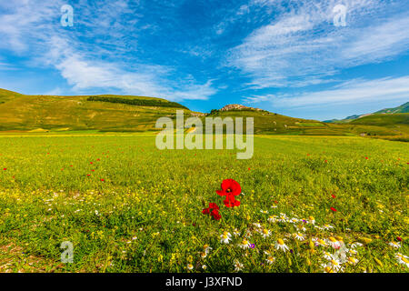 Italia Umbria Piani di Castelluccio - Castelluccio di Norcia Foto Stock