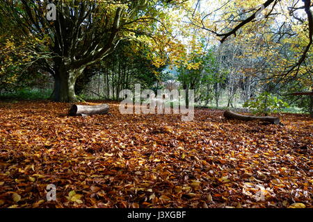 Labradoodle cane tra caduto foglie di autunno Foto Stock