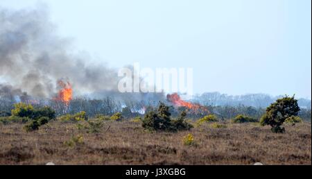 Nuova gestione di foresta di combustione controllata di ginestre boccole Foto Stock