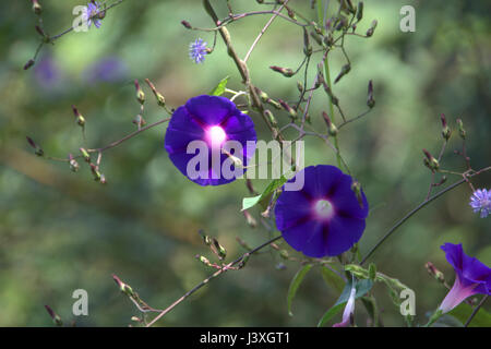 Ipomea in stretta Foto Stock