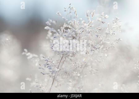 Close up di brina retroilluminato a cristalli di ghiaccio su capelli ondulati-erba (deschampsia flexuosa) Foto Stock