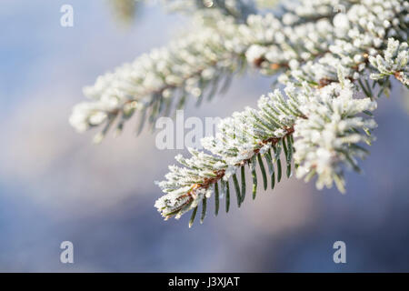 Close up di brina sul ramo e di aghi di abete rosso (Picea abies) Foto Stock