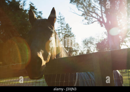 Cavallo guardando oltre il recinto Foto Stock