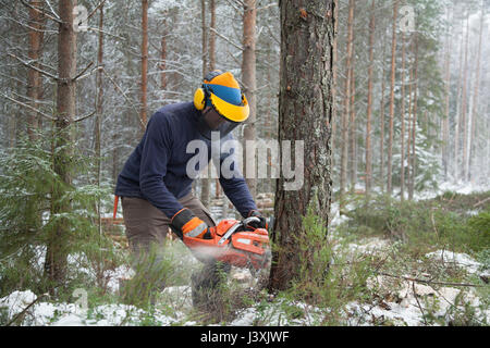 Sezionatura di logger tree, Tammela, Forssa, Finlandia Foto Stock