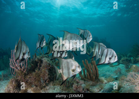 Scuola di spadefish (chaetodipterus faber) da Coral reef, Puerto Morelos, Messico Foto Stock