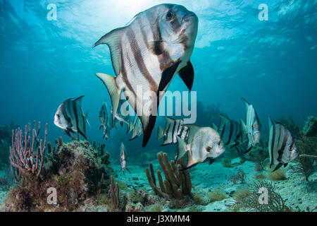 Scuola di spadefish (chaetodipterus faber) da Coral reef, Puerto Morelos, Messico Foto Stock