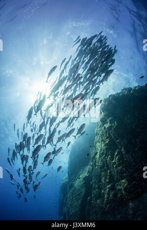 Scuola di martinetti intorno rocce, Roca Partida, Colima, Messico Foto Stock