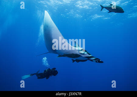 Scuba Diver nuoto con il gigante Manta Ray (Manta birostris), vista subacquea, San Benedicto, Colima, Messico Foto Stock