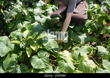 Ritagliato colpo di giovane donna picking le zucchine fresche in giardino Foto Stock